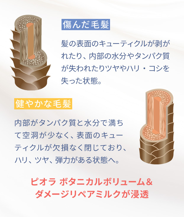 傷んだ毛髪：髪の表面のキューティクルが剥がれたり、内部の水分やタンパク質が失われたりツヤやハリ・コシを失った状態。　健やかな毛髪：内部がタンパク質と水分で満ちて空洞が少なく、表面のキューティクルが欠損なく閉じており、ハリ、ツヤ、弾力がある状態へ。　ピオラ ボタニカルボリューム＆ダメージリペアミルクが浸透