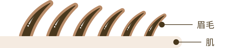 眉毛、肌