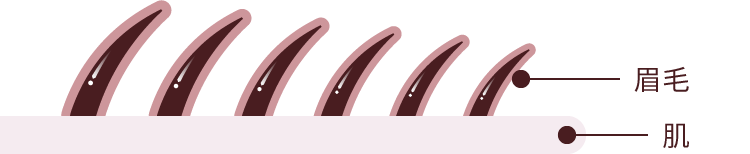 眉毛、肌