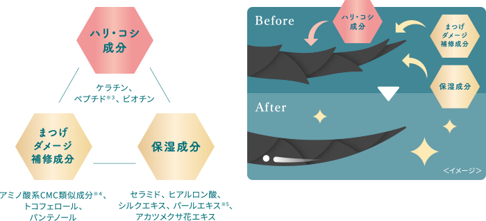 【ハリ・コシ成分】ケラチン、ペプチド※3、ビオチン【まつげダメージ補修成分】アミノ酸系CMC類似成分※4、トコフェロール、パンテノール【保湿成分】セラミド、ヒアルロン酸、シルクエキス、パールエキス※5、アカツメクサ花エキス。Before⇒After<イメージ>